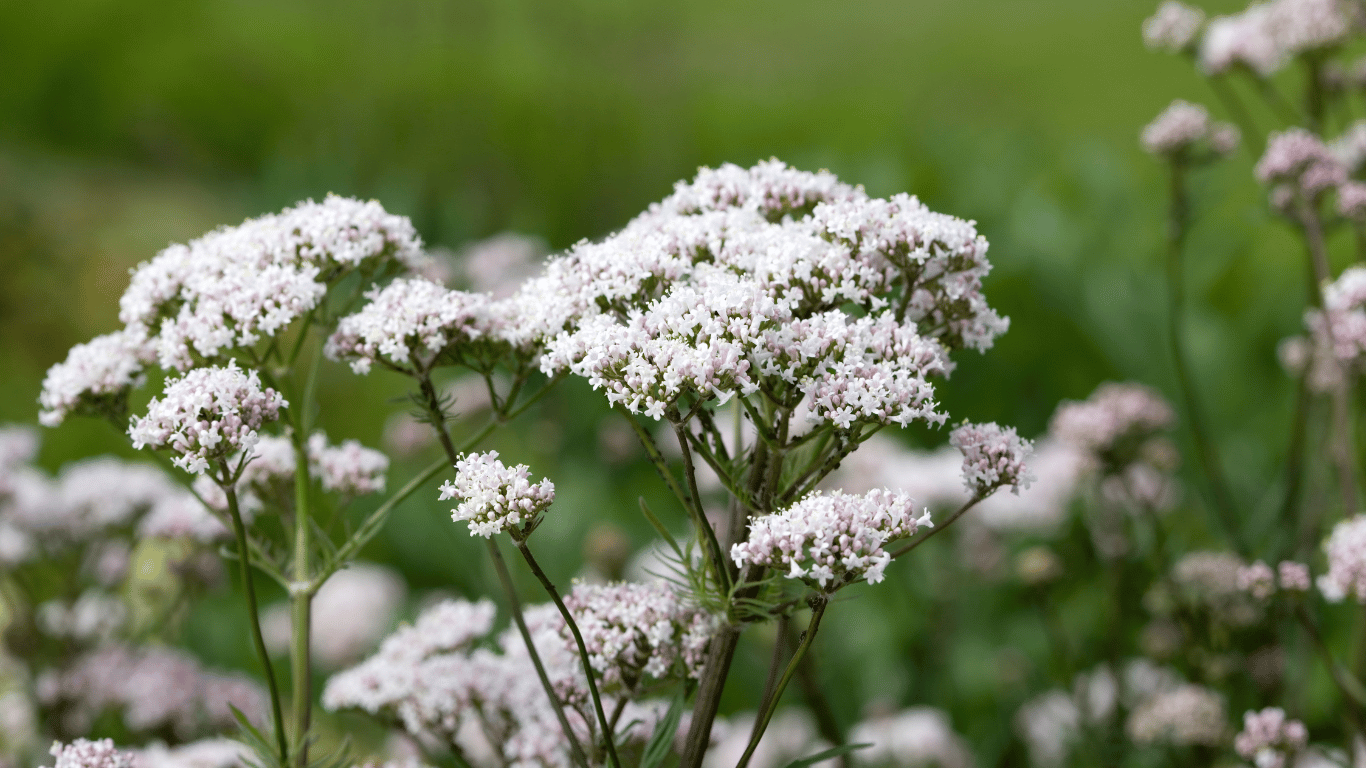 Valerian Root